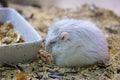 Amaca Morbida per Criceti e Furetti