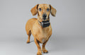 GPS Tracker per Collare Cani e Gatti