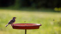 Abbeveratoio a Sifone per Uccelli da Giardino