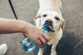 Borraccia da Passeggio Portatile per Cani