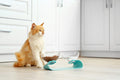 Set Ciotole Rialzate con Supporto per Gatti