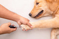 Tronchesina Elettrica Tagliaunghie per Cani e Gatti