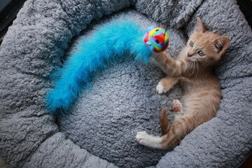 Cuccia Igloo Peluche per Gatti