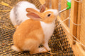 Abbeveratoio per Piccoli Animali