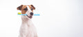 Kit Igiene Dentale per Cani