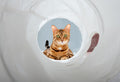 Tunnel Gioco Pieghevole per Gatti