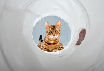 Tunnel Gioco Pieghevole per Gatti