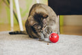 Palla Interattiva Automatica per Gatti