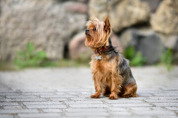 Collare LED Ricaricabile per Cani