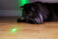 Giocattolo Laser Automatico per Gatti