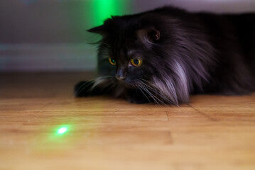 Giocattolo Laser Automatico per Gatti