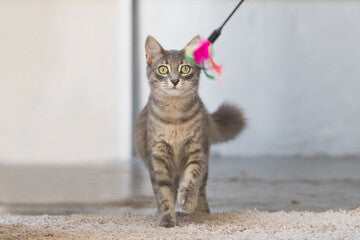 Bacchetta Gioco con Piume per Gatti