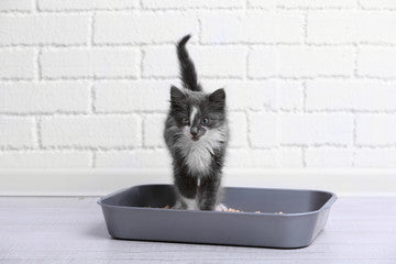 Lettiera Chiusa Anti-Odore per Gatti